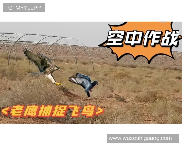 鹰部与南部鲨鱼的激烈对决谁能在赛场上笑傲群雄